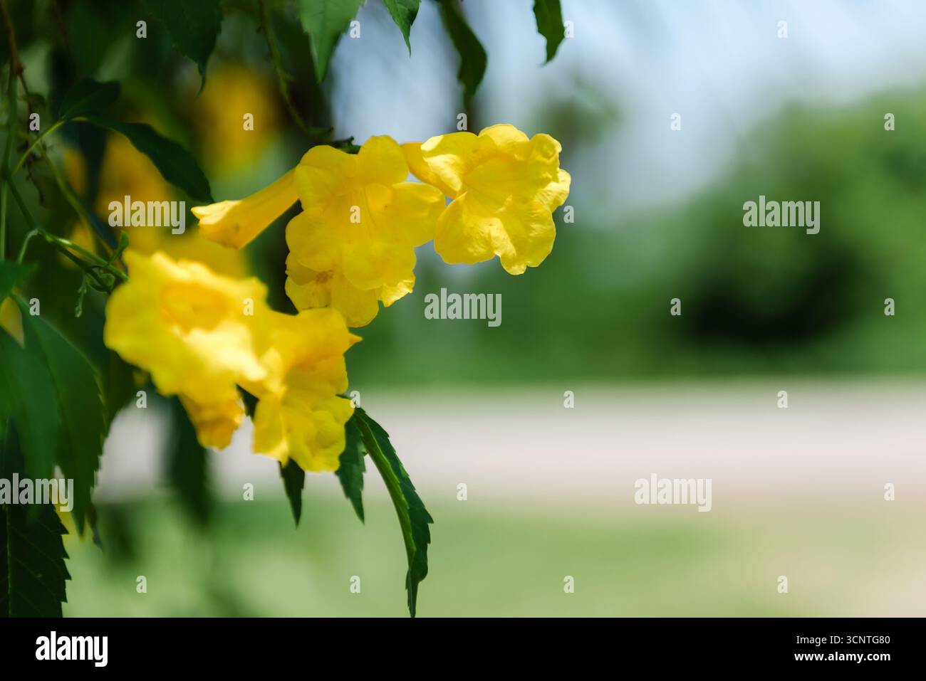 I fiori gialli anziani, o trombetta, che fioriscono alla luce del sole di una giornata estiva con uno sfondo verde sfocato forniscono un vivace spruzzo di colore Foto Stock