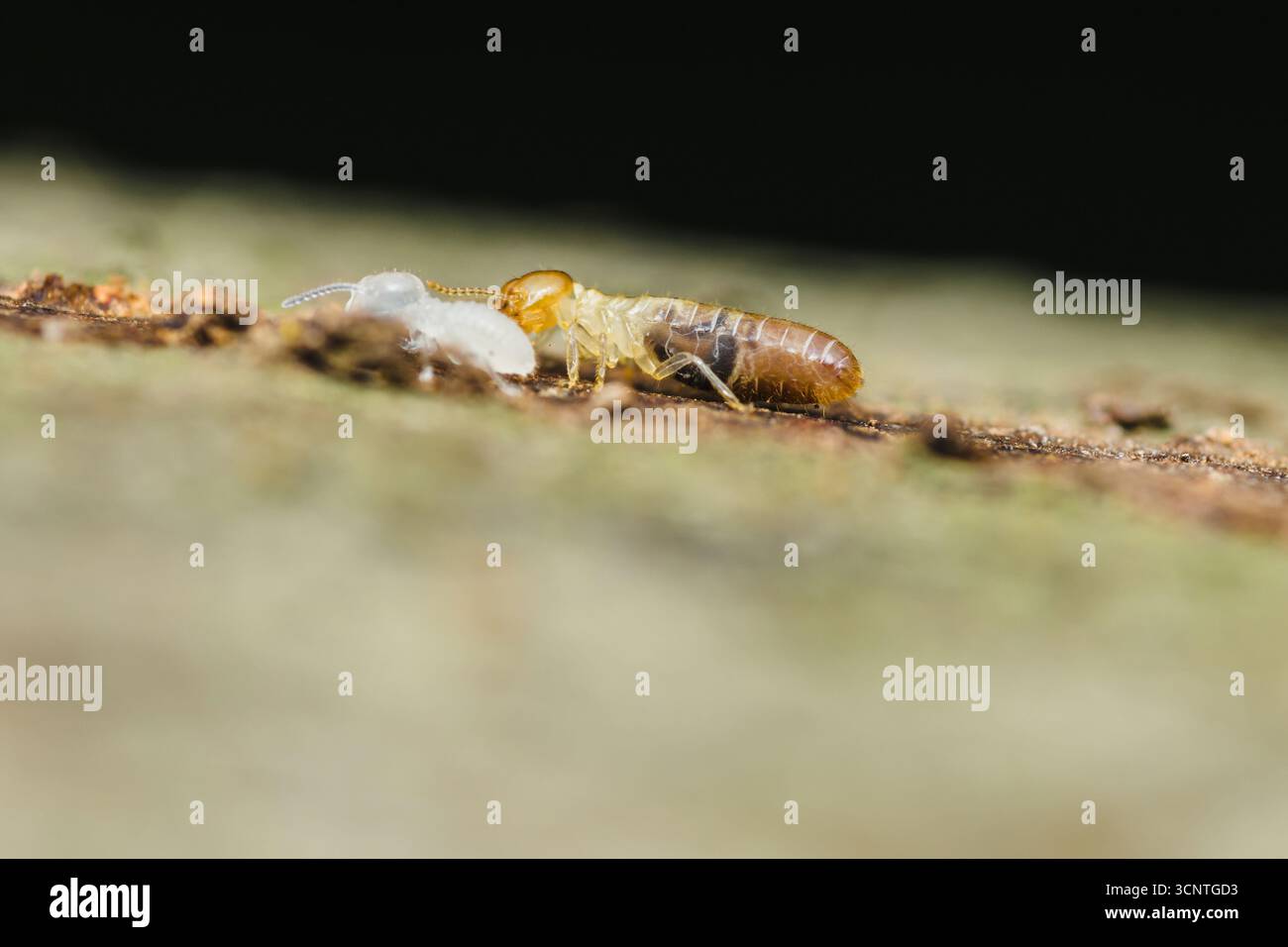 Vista ravvicinata di un lavoratore di termiti che trasporta diligentemente una larva su una superficie di legno, illustrando l'intricato comportamento sociale e il ruolo essenziale Foto Stock