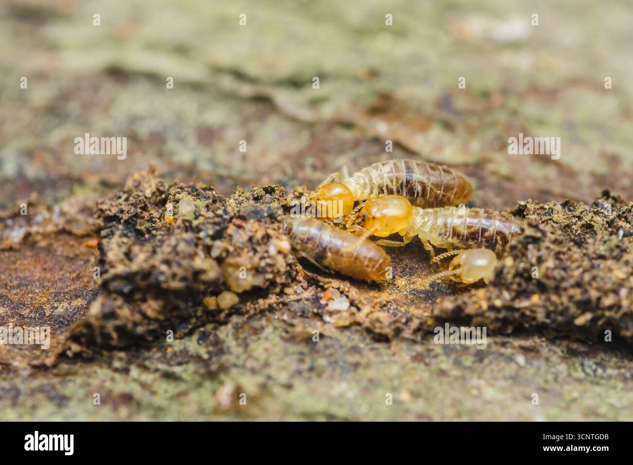 Macro-shot per catturare le termiti che consumano attivamente il legno in decomposizione, causando danni strutturali significativi nelle abitazioni e sottolineando l'urgenza Foto Stock