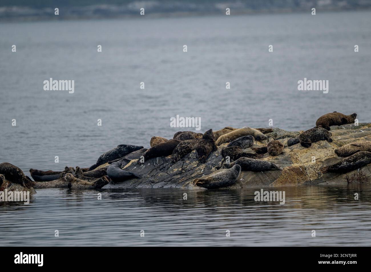 Porto (o porto) foche (Phoca vitulina) che poggia su una piccola isola rocciosa nel Canale di Douglas vicino a Kitimat, Columbia Britannica, Canada. Foto Stock