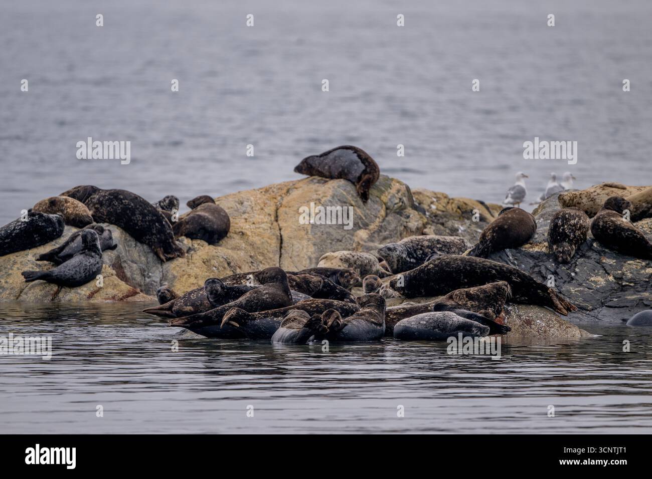 Porto (o porto) foche (Phoca vitulina) che poggia su una piccola isola rocciosa nel Canale di Douglas vicino a Kitimat, Columbia Britannica, Canada. Foto Stock