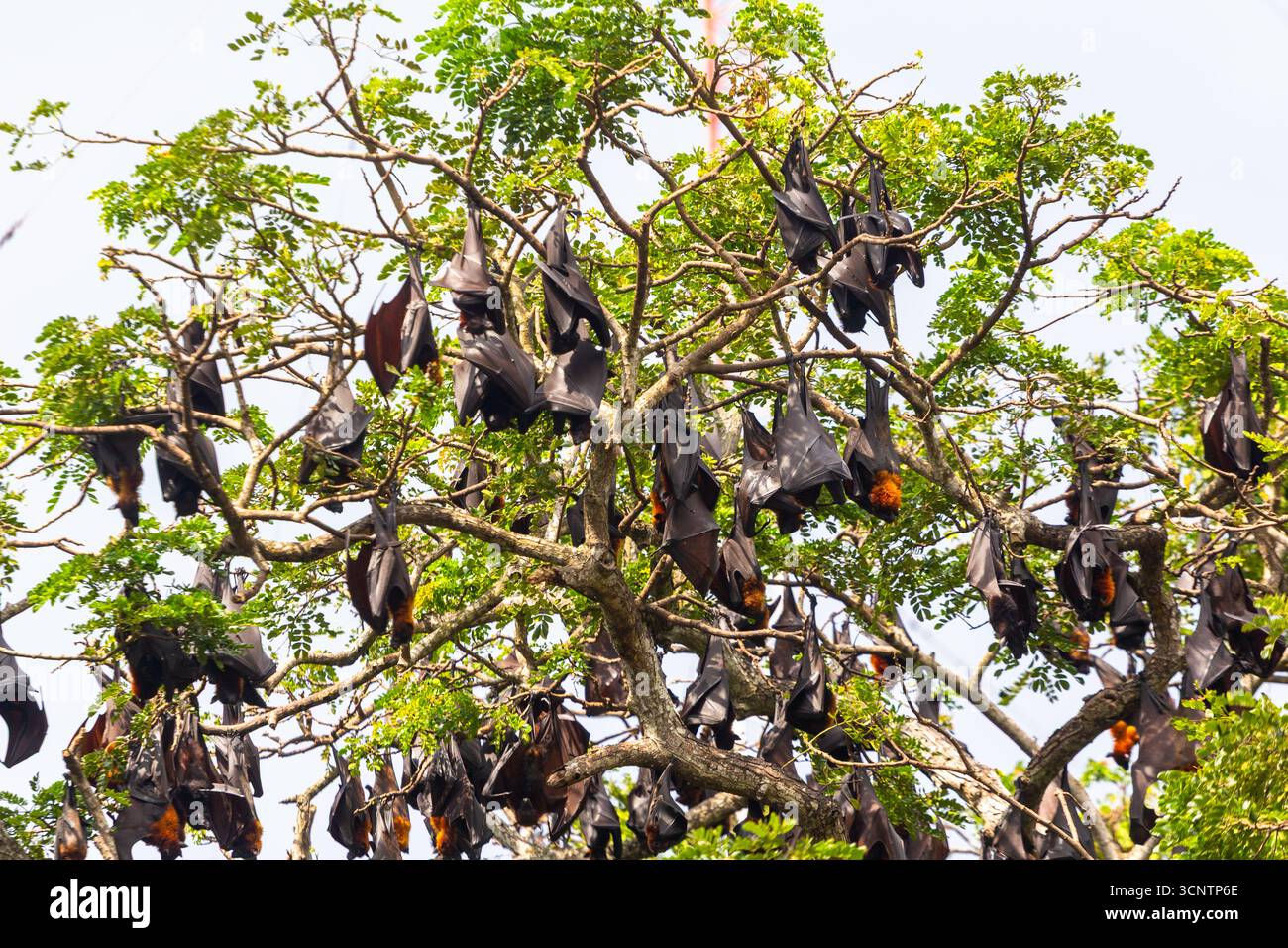 Un gruppo di giganteschi pipistrelli volanti coronati d'oro che gironzolano su un albero a Bongao, Tawi-Tawi, Filippine Foto Stock