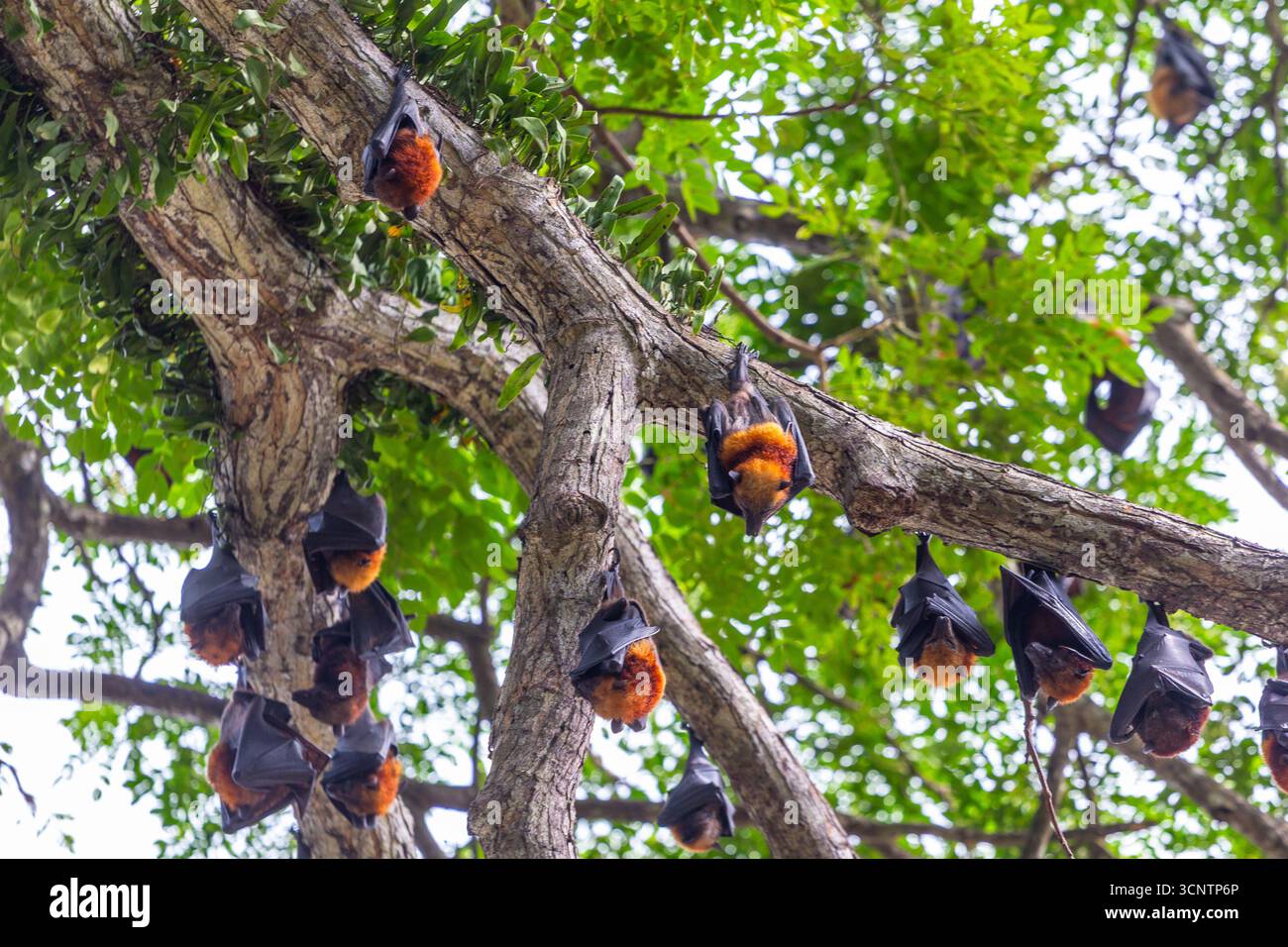 Un gruppo di giganteschi pipistrelli volanti coronati d'oro che gironzolano su un albero a Bongao, Tawi-Tawi, Filippine Foto Stock