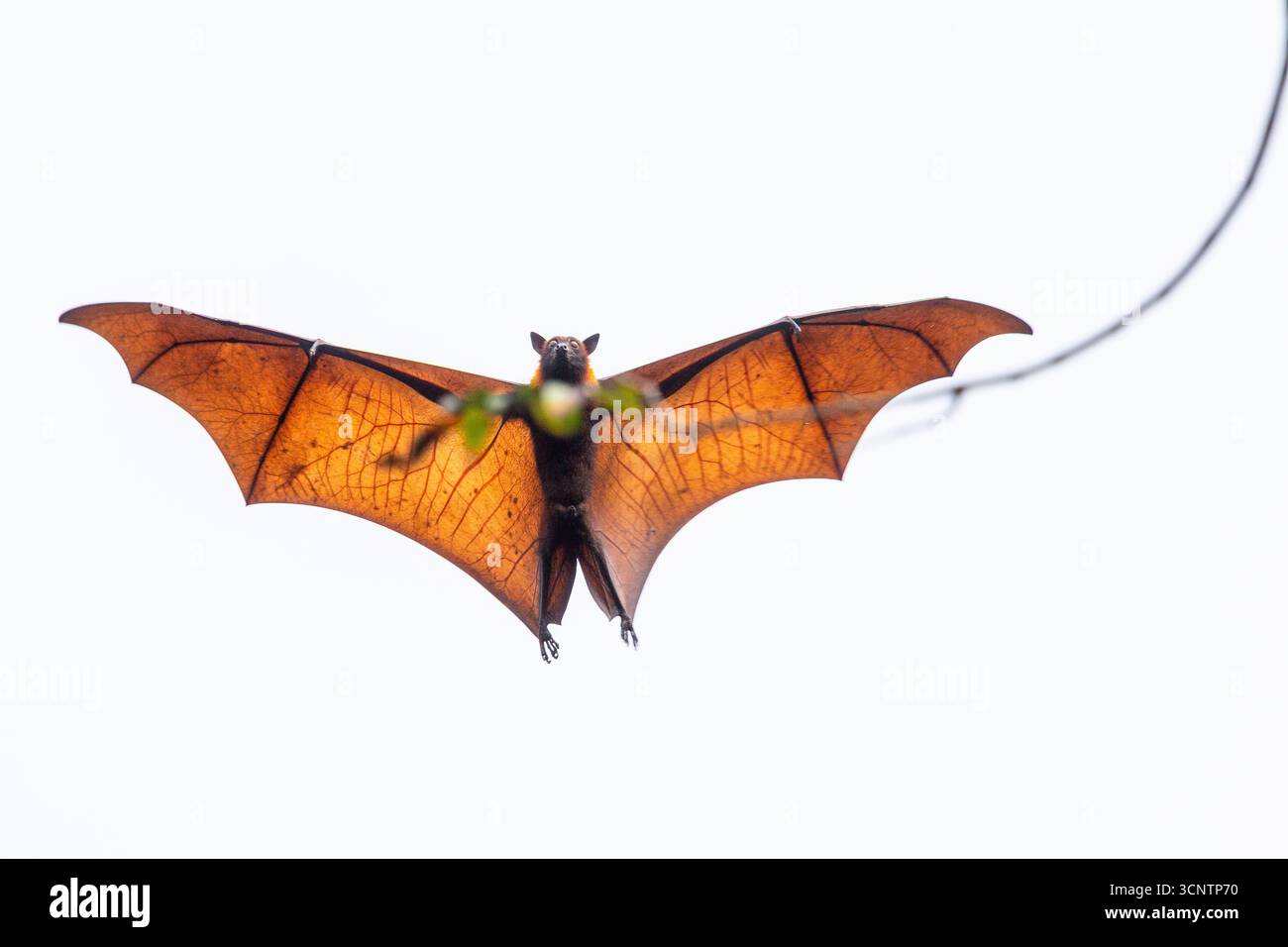 Un gigantesco pipistrello volante con la corona d'oro che vola a Tawi-Tawi, Filippine Foto Stock
