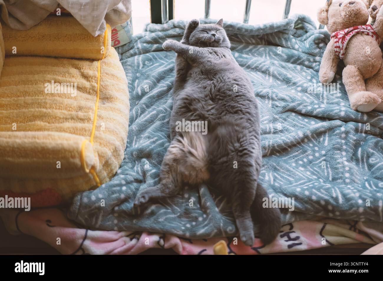 Gatto grigio disteso sul dorso del letto con giocattolo imbottito nelle vicinanze - il Lago Occidentale a Huizhou, provincia del Guangdong, Cina, è un'attrazione turistica caratterizzata da un'architettura antica Foto Stock
