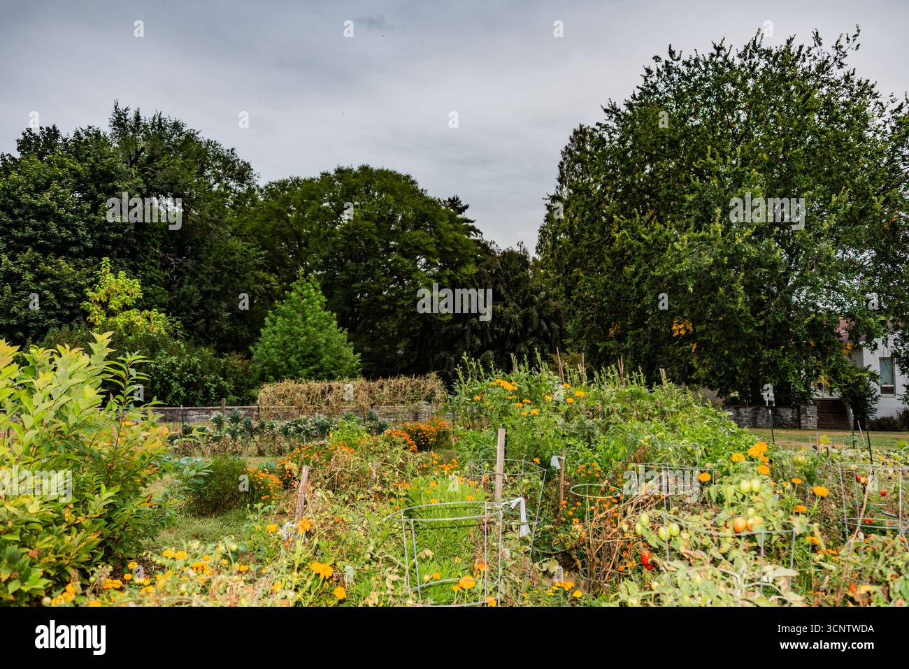 Community Garden in tarda serata estiva, York Pennsylvania Foto Stock