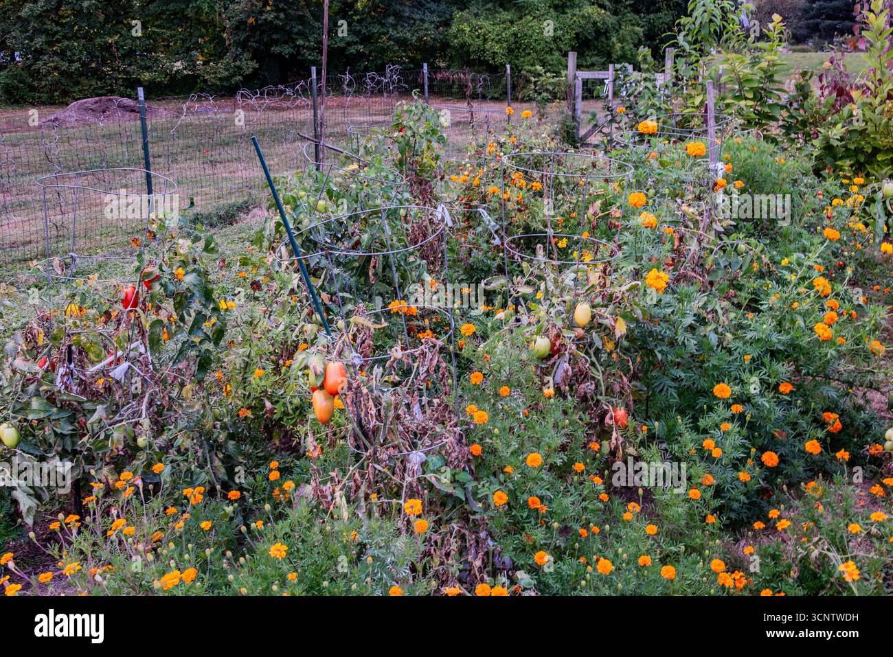 Pomodori e Marigolds, York City Pennsylvania Foto Stock