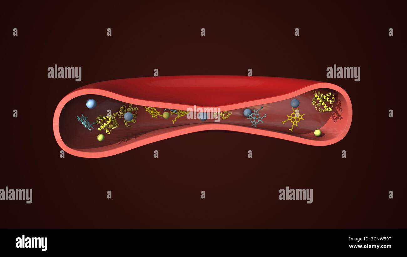 Sezione trasversale 3D di un eritrociti che rivela strutture interne Foto Stock