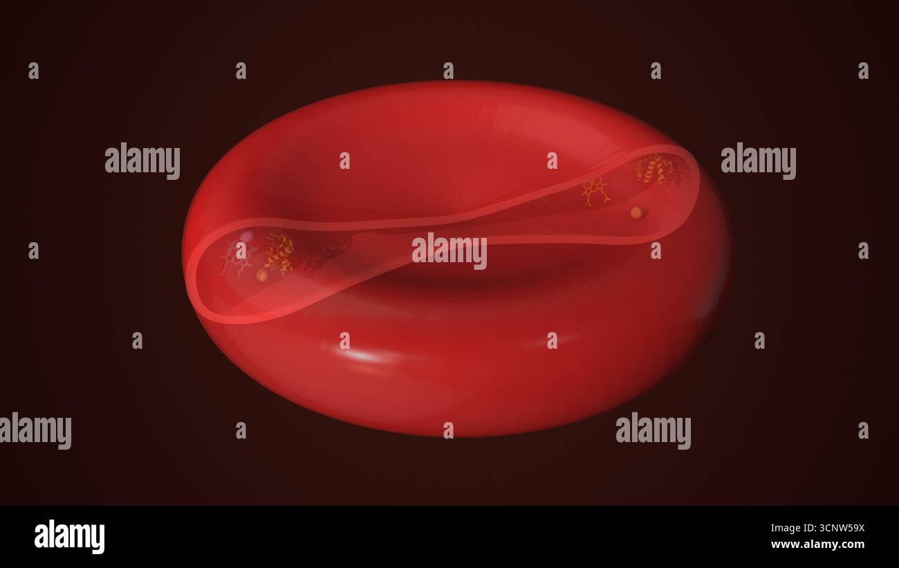Sezione trasversale 3D di un eritrociti che rivela strutture interne Foto Stock
