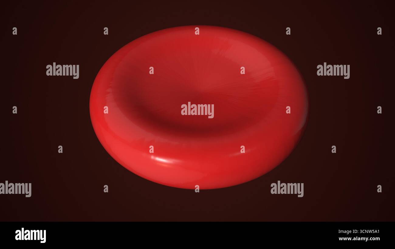 Sezione trasversale 3D di un eritrociti che rivela strutture interne Foto Stock