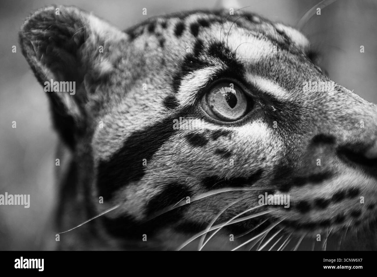 Primo piano di occhi e volto leopardati nuvolosi in bianco e nero Foto Stock