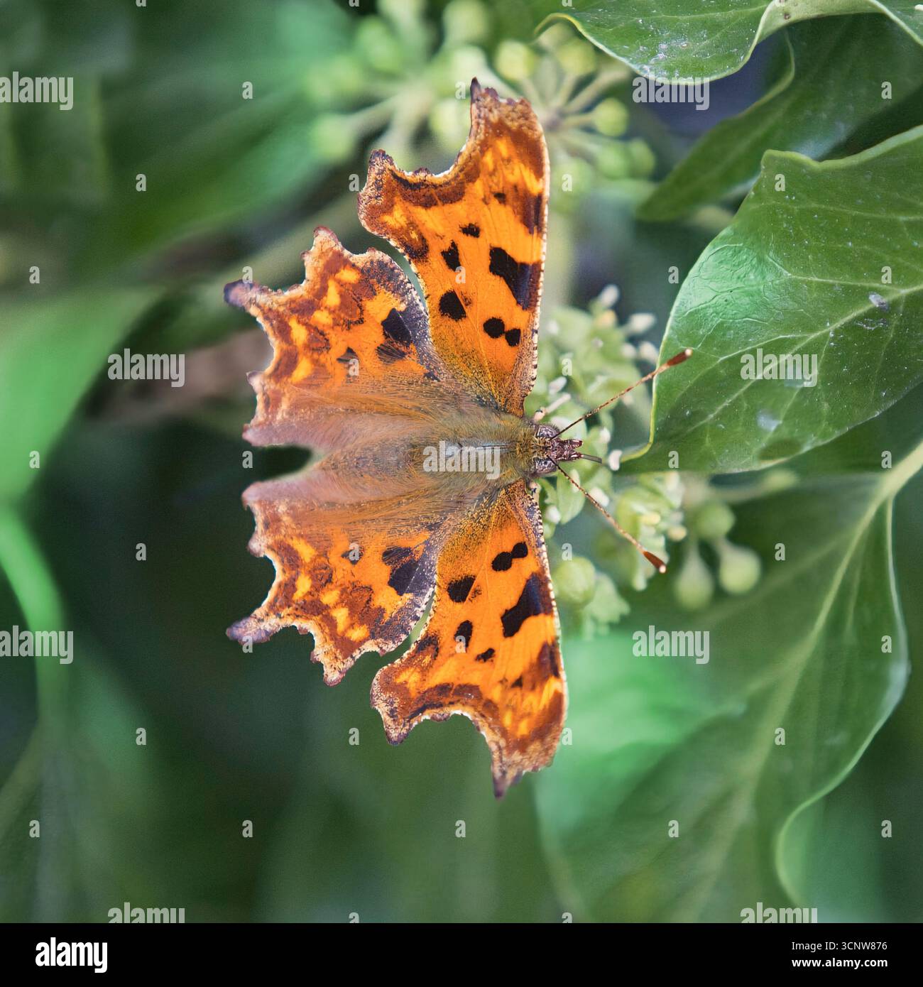 Un primo piano di una virgola europea farfalla, Polygonia c-album. Le sue ali arancioni sono sparse mentre poggia su foglie verdi che formano lo sfondo Foto Stock