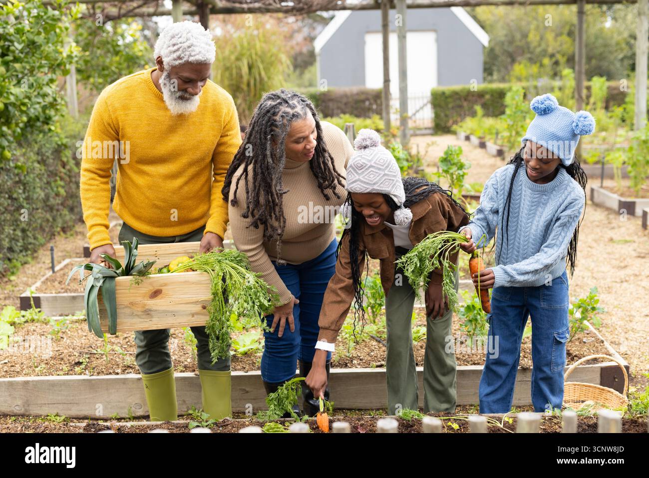 Diversi nonni e nipoti che raccolgono carote nel giardino di casa con cassa di legno Foto Stock