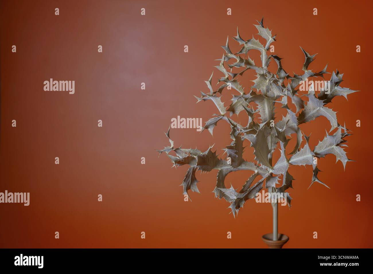 Il cardo secco con spine su sfondo arancione crea una natura morta minimalista a ronda, malaga, spagna Foto Stock