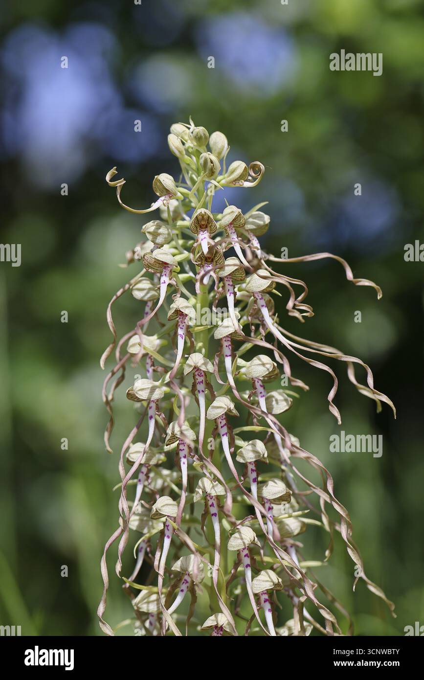 Lingua di capra (Himantoglossum hircinum), infiorescenza con fiori bianchi-viola aperti, di fronte a un boschetto, orchidee, orchidee, piante di orchidee, fot naturali Foto Stock