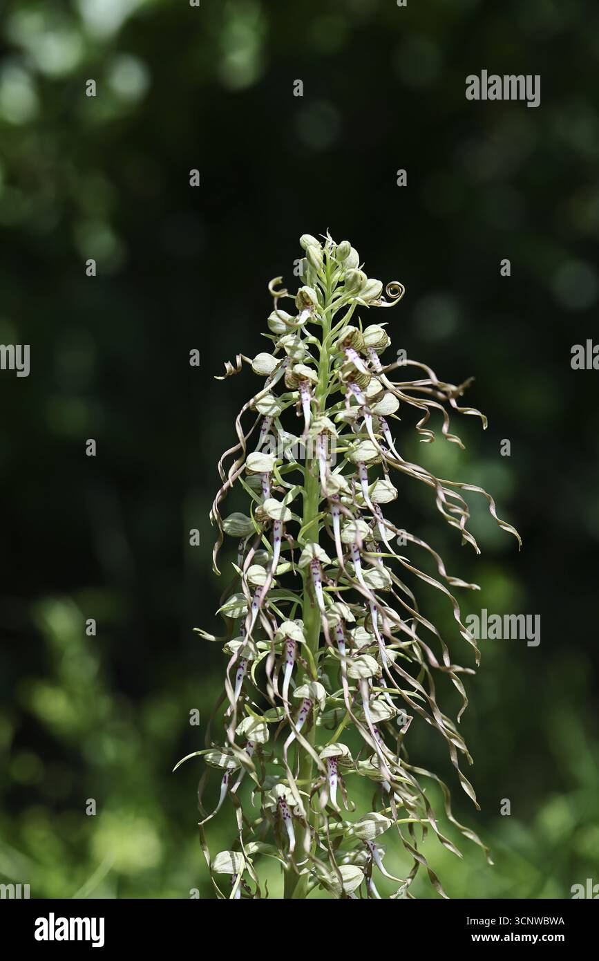 Lingua di capra (Himantoglossum hircinum), infiorescenza con fiori bianchi-viola aperti, di fronte a un boschetto, orchidee, orchidee, piante di orchidee, fot naturali Foto Stock