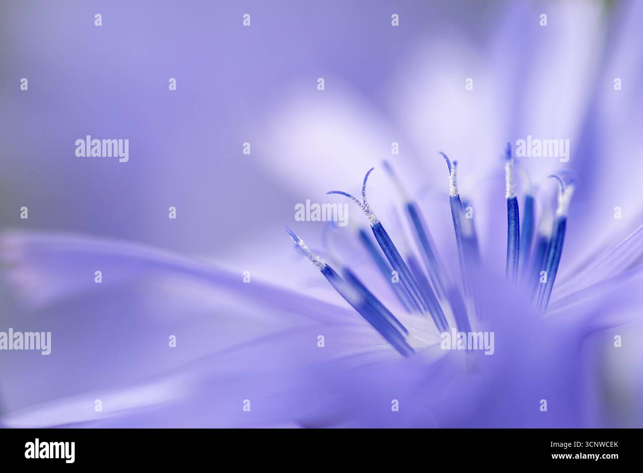 Cicoria comune (Cichorium intybus), Asteraceae, strada, Kurpfalz, Baden-Wuerttemberg, Germania Foto Stock