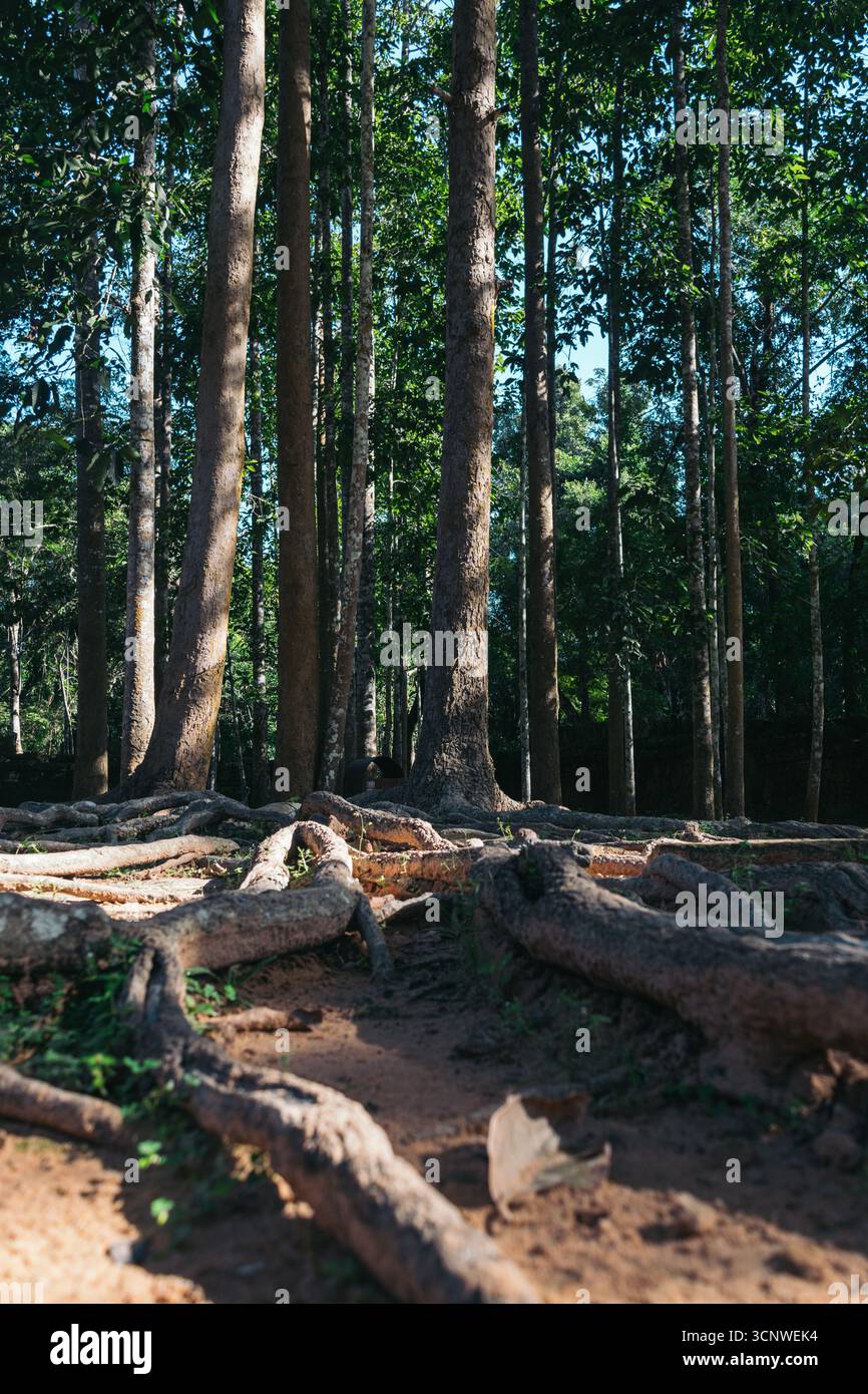 Un'incantevole vista di alberi torreggianti e radici estese in una foresta cambogiana vicino ad Angkor Wat, che mostra la bellezza serena e mistica della natura Foto Stock