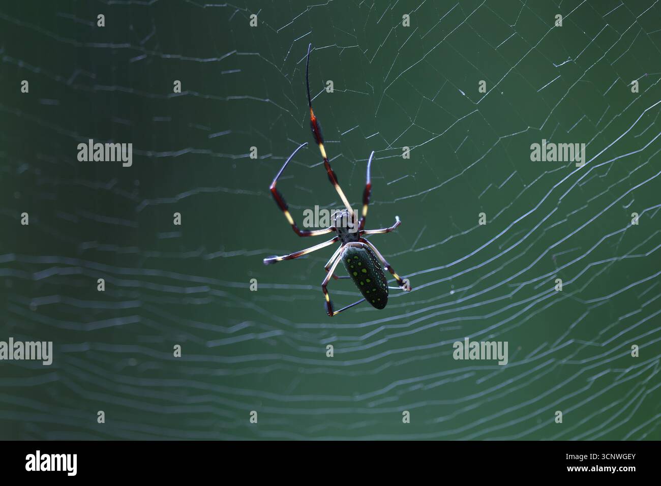Un ragno di seta dorata costruisce un'intricata rete nella foresta pluviale di Gamboa, Panama. I fili delicati brillano, mettendo in risalto il ragno Foto Stock
