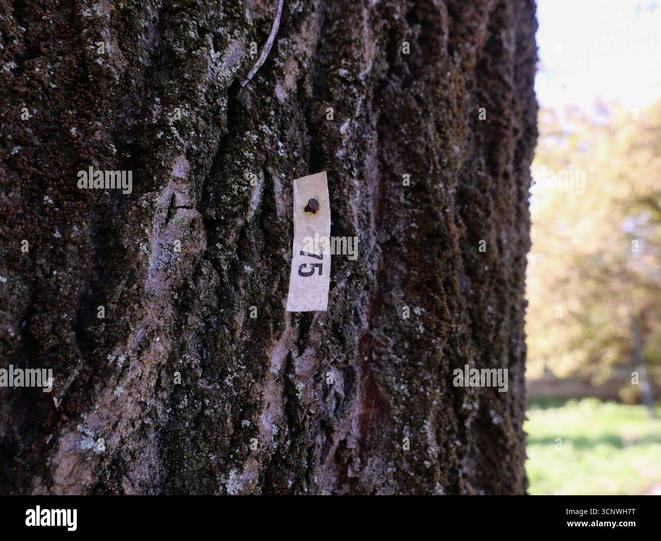 numero 75 su un'etichetta di identificazione dell'albero sul tronco Foto Stock