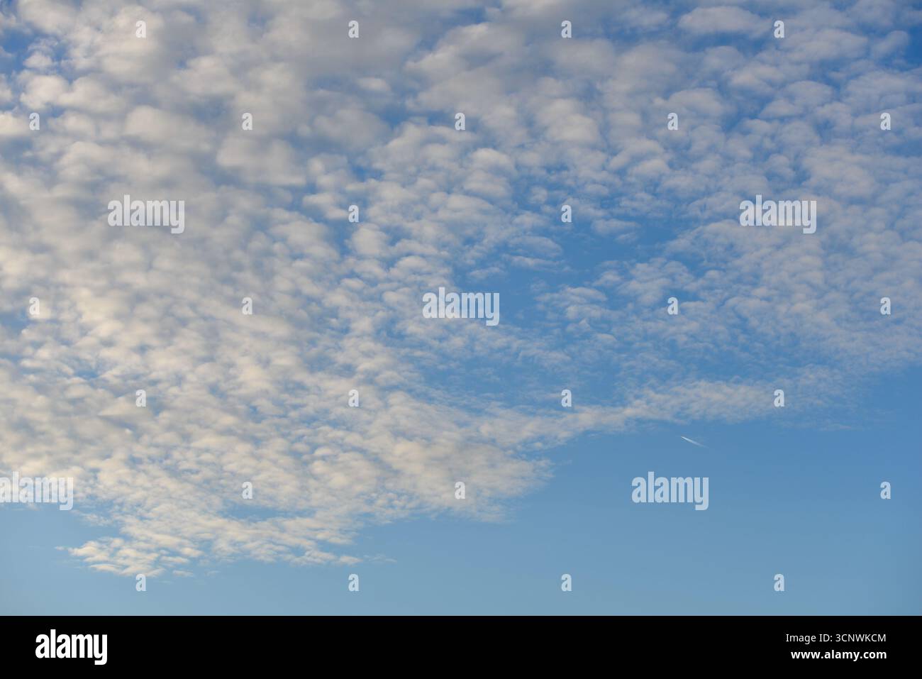 Nuvole altocumulus bianche contro un cielo blu all'alba Foto Stock