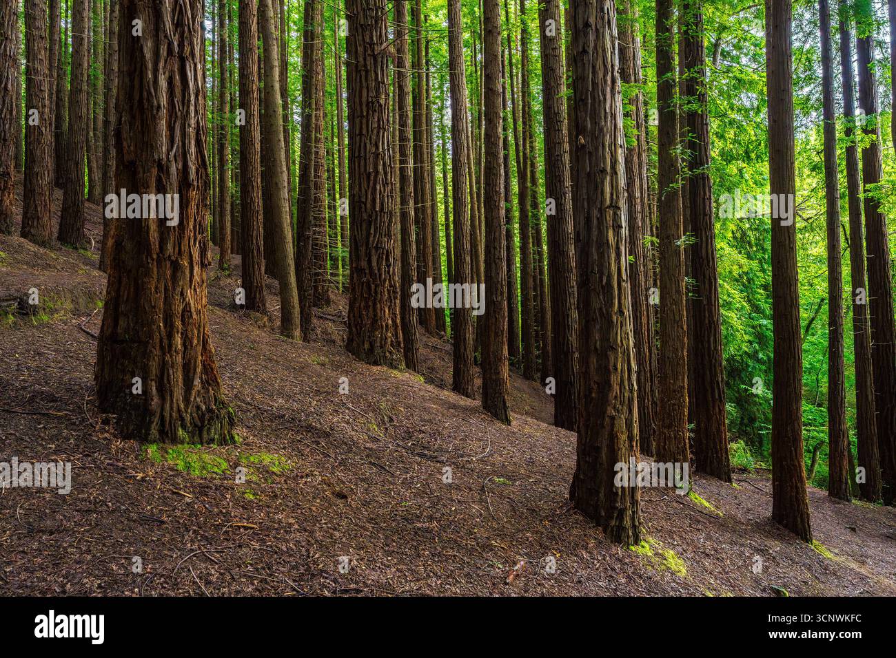 Tranquillo paesaggio caratterizzato da torreggianti alberi di sequoia in una foresta verdeggiante. La luce del sole filtra attraverso il baldacchino, gettando ombre sul pavimento della foresta. Natur Foto Stock