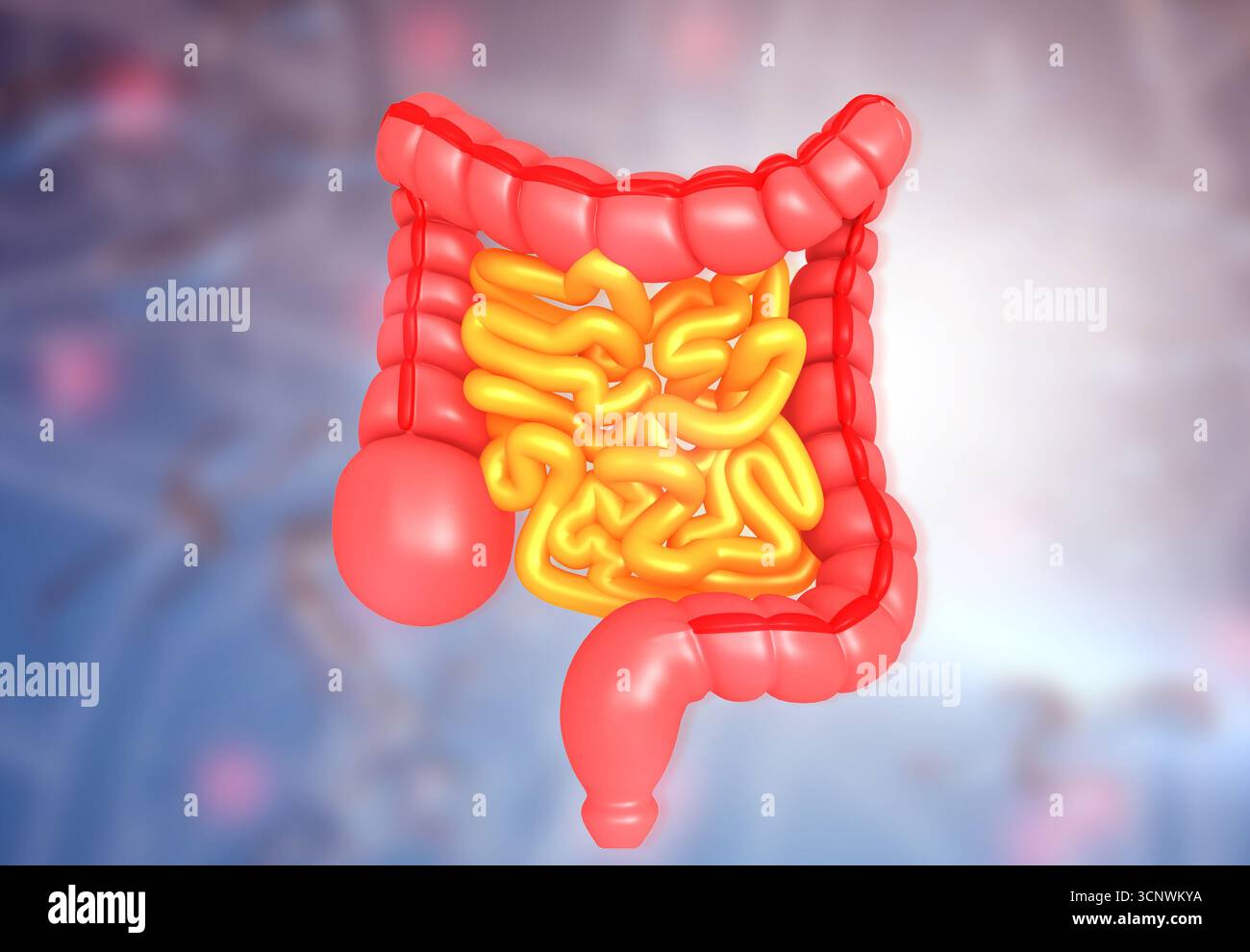 Apparato digerente umano su basi scientifiche. illustrazione 3d. Foto Stock
