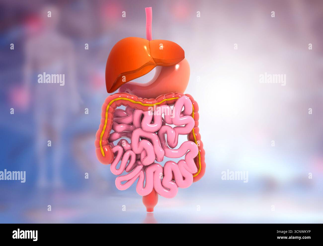 Apparato digerente umano su basi scientifiche. illustrazione 3d. Foto Stock