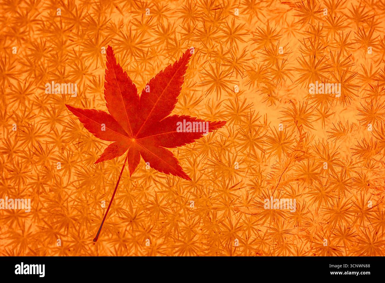 Foglie autunnali su sfondo vintage. Texture grunge Fall perfetta. Foto Stock