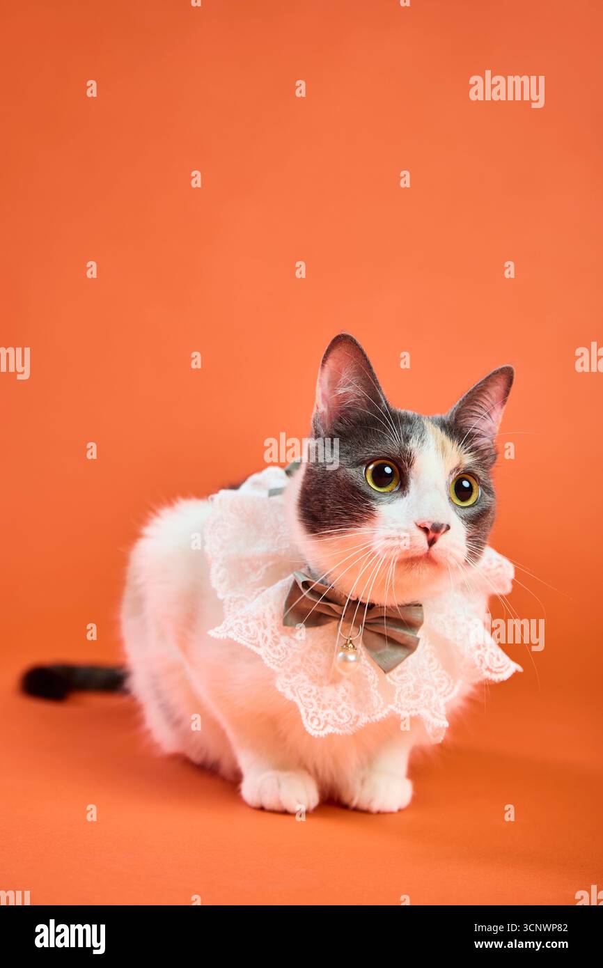 Un ritratto di un gatto affascinante che indossa un colletto decorativo in pizzo e un papillon, posato graziosamente in uno studio professionale su un caldo sfondo arancione Foto Stock