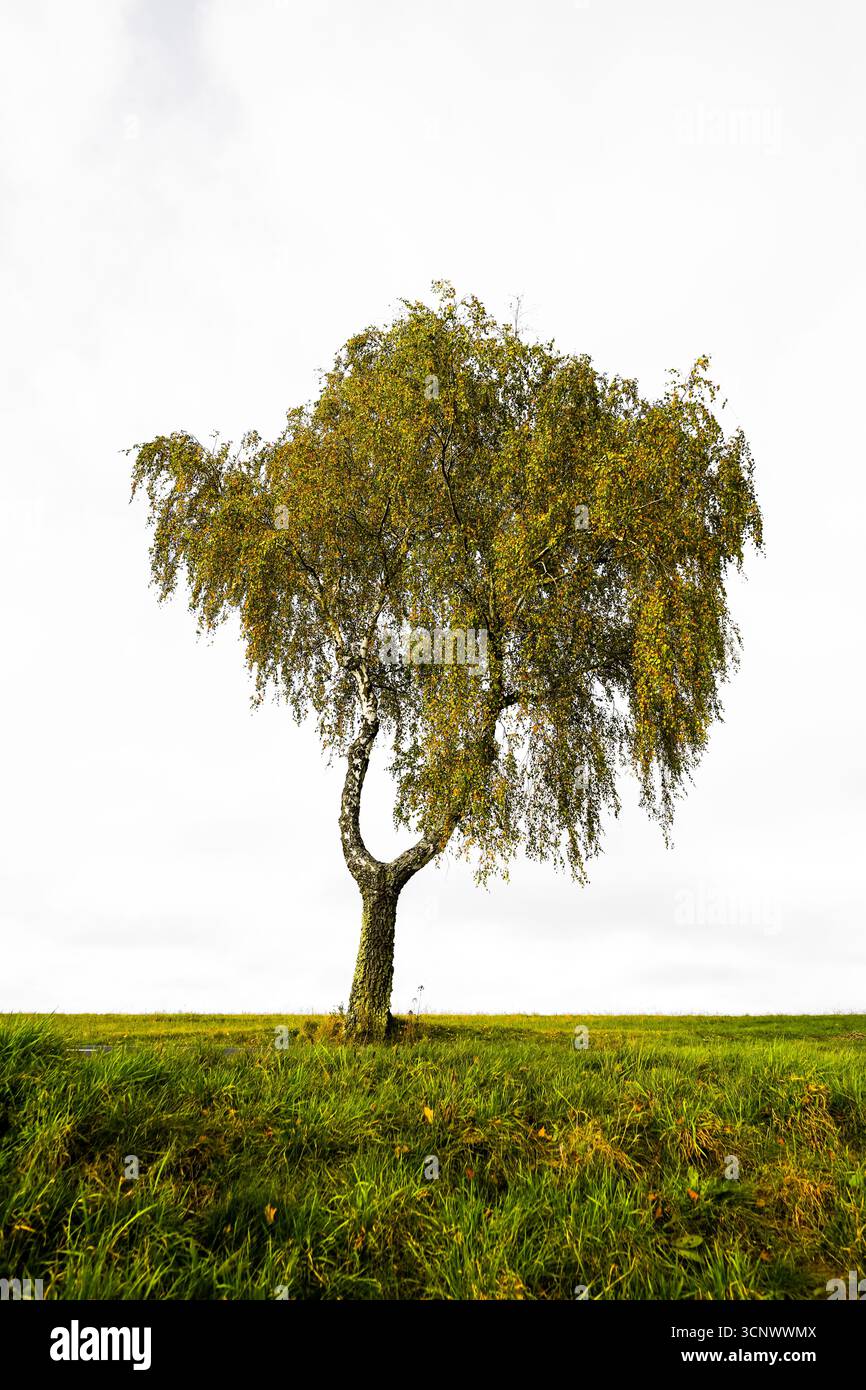 Un singolo albero in un campo. Vista di un albero di betulla. Foto Stock