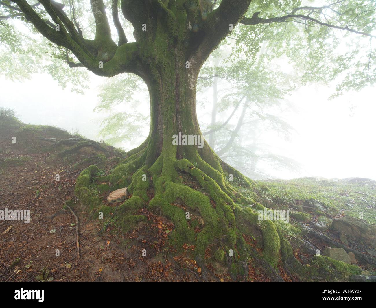 Albero antico con radici gnarate in una foresta nebbiosa - Un grande e antico albero con il suo tronco spesso e le radici gnarate ricoperte di muschio verde brillante, Set aga Foto Stock