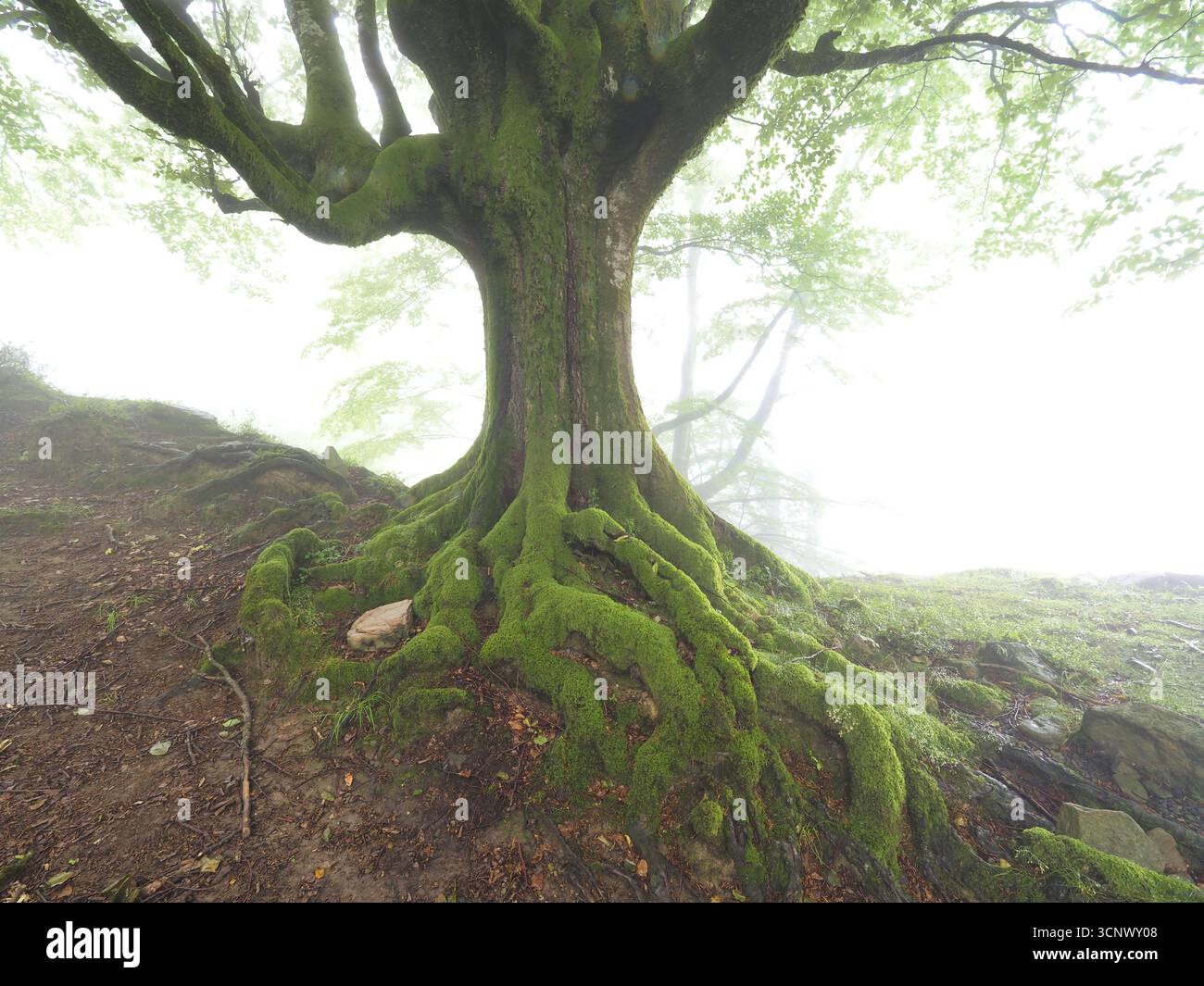 Albero antico con radici gnarate in una foresta nebbiosa - Un grande e antico albero con il suo tronco spesso e le radici gnarate ricoperte di muschio verde brillante, Set aga Foto Stock