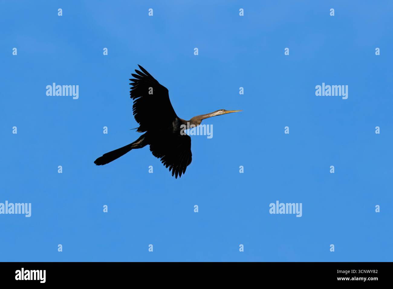 Flying Oriental Darter (Anhinga melanogaster), Borneo, Malesia Foto Stock