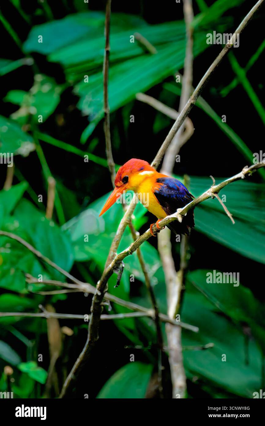 Rufous-backed Dwarf-Kingfisher (Ceyx rufidorsa), Borneo, Malesia Foto Stock