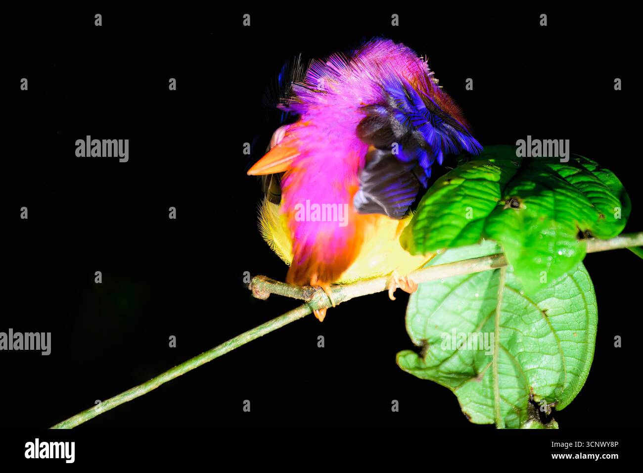 Nana orientale addormentata Kingfisher (Ceyx rufidorsa), Borneo, Malesia Foto Stock