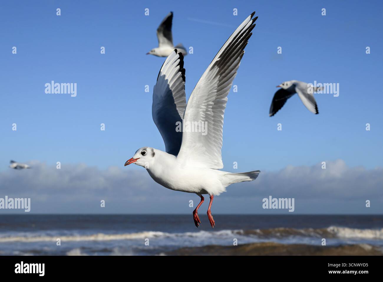 Gabbiano dalla testa nera, Larus ridibundus, uccello piumato non riproduttore invernale in volo, Norfolk Foto Stock