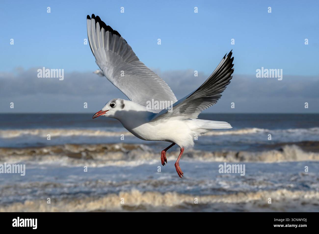 Gabbiano dalla testa nera, Larus ridibundus, uccello piumato non riproduttore invernale in volo, Norfolk Foto Stock