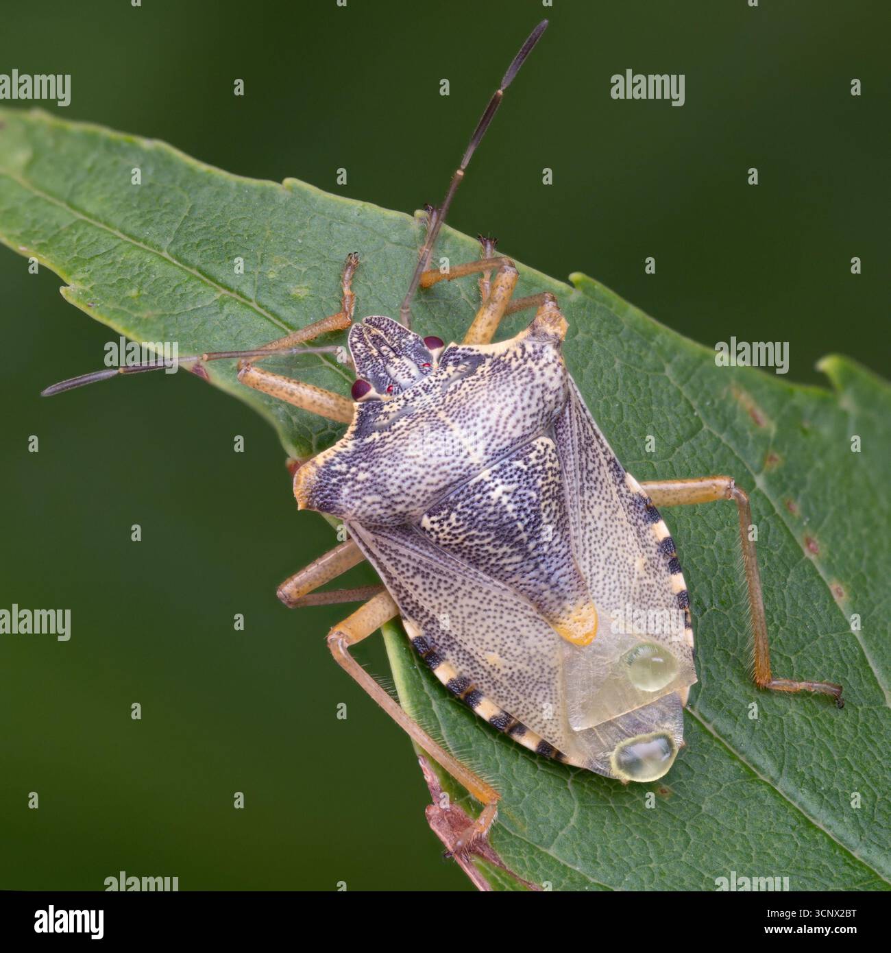 Teneral Forest Shieldbug (Pentatoma rufipes) vista dorsale. Tipperary, Irlanda Foto Stock