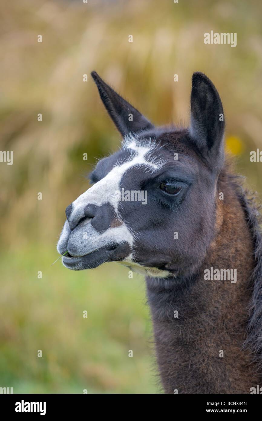 Ritratto ravvicinato di un lama a Cayambe, Ecuador, che mostra il suo distintivo volto bianco e nero su uno sfondo verde sfocato, catturando l'essen Foto Stock