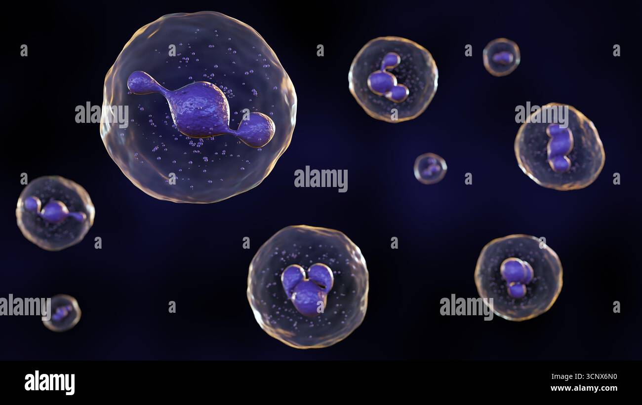 Modello di illustrazione 3D di un neutrofilo , il tipo più abbondante di globuli bianchi e un attore chiave nella risposta immunitaria innata Foto Stock