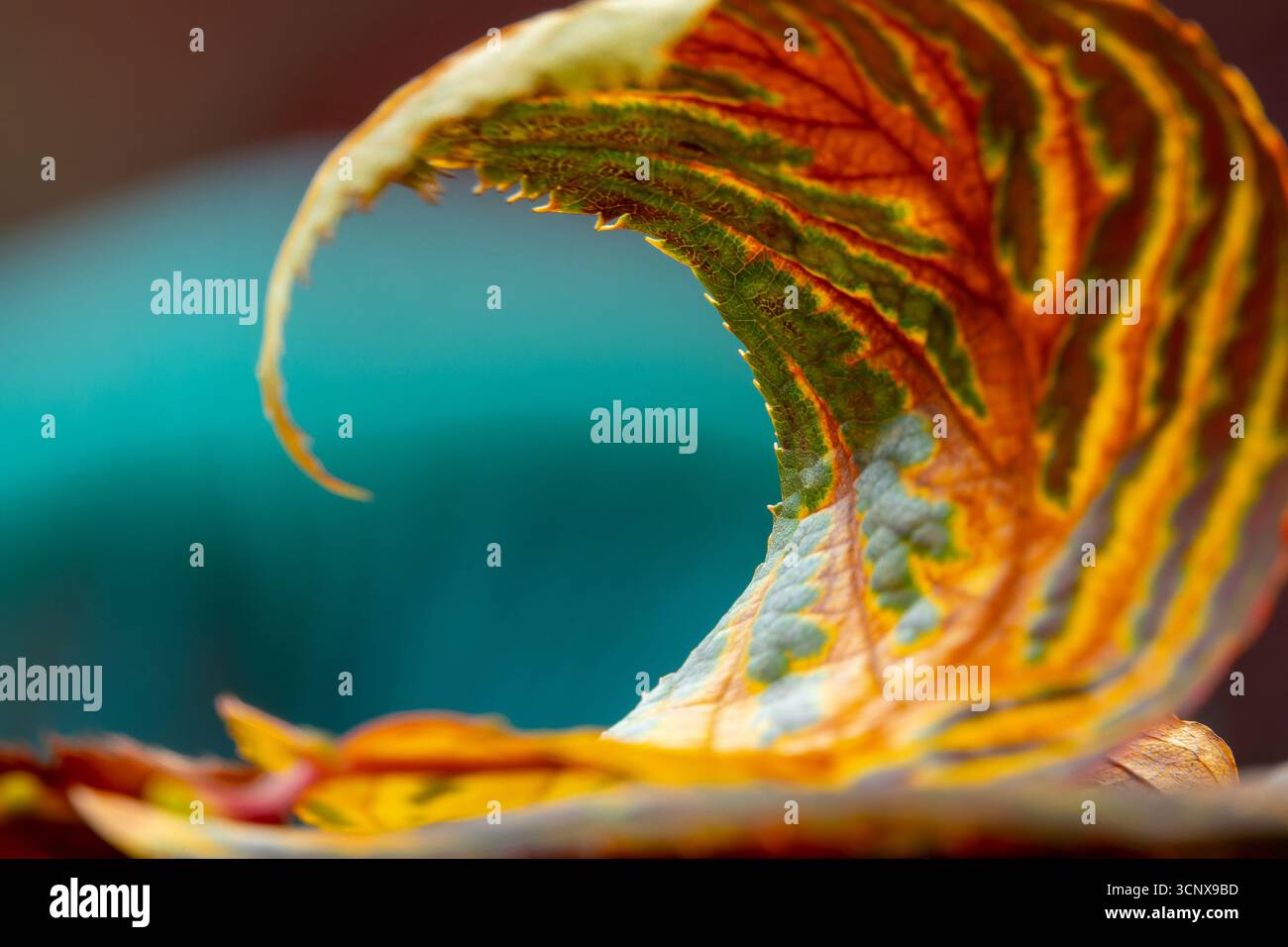 Primo piano di una foglia arrotolata in autunno, colorato fogliame autunnale, colori autunnali Foto Stock
