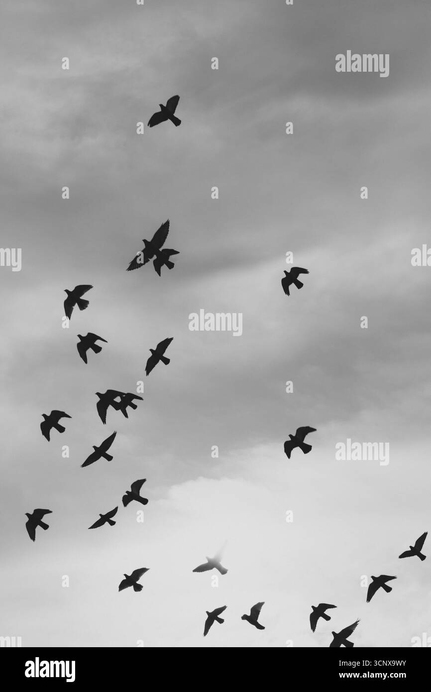 Immagine in scala di grigi che cattura un gregge di uccelli che si innalzano su un cielo nuvoloso. Le diverse posizioni degli uccelli creano un senso dinamico di agonia del movimento Foto Stock