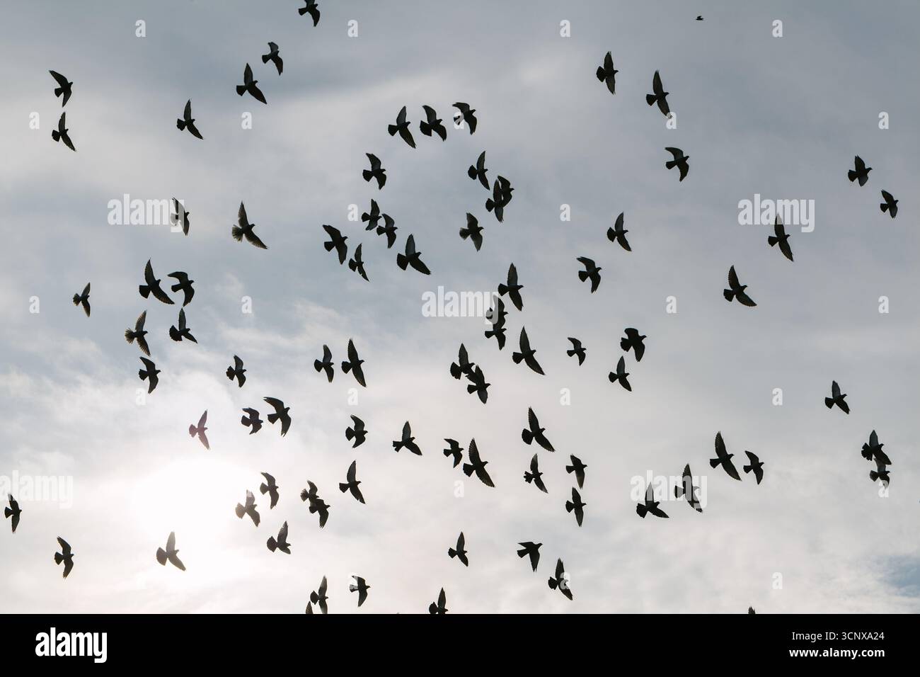 Uno stormo di uccelli catturati in un volo aggraziato su uno sfondo di cieli nuvolosi, con il sole che splende brillantemente, creando un'atmosfera stimolante e serena Foto Stock