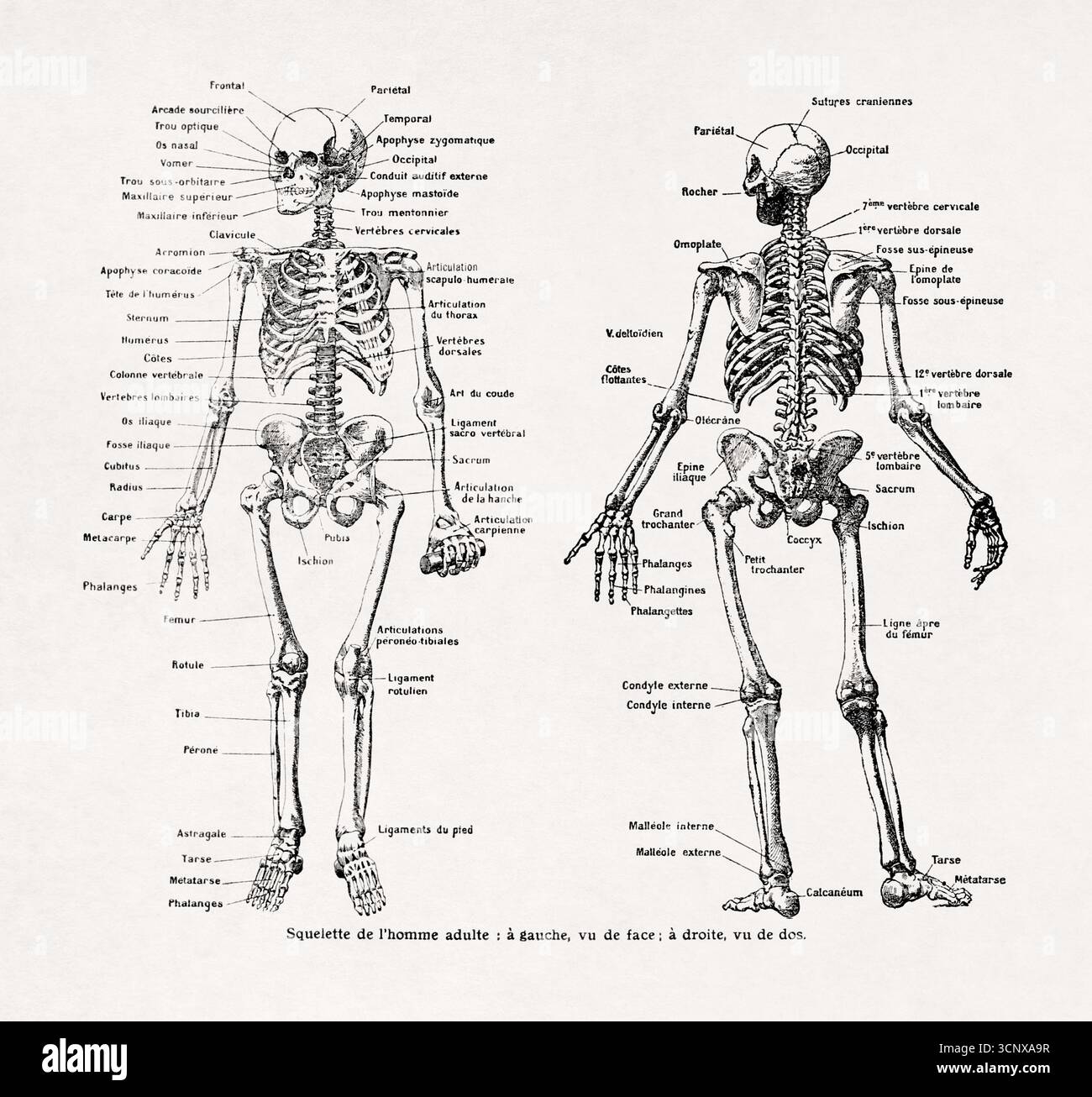 Illustrazione dello scheletro umano di un vecchio dizionario francese. Foto Stock