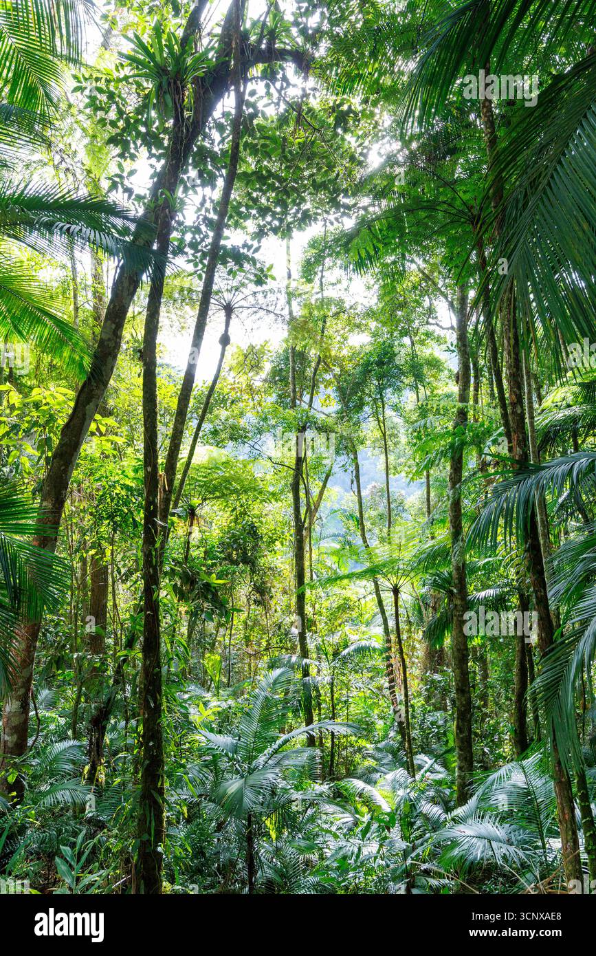 Foresta atlantica, San Paolo, Brasile Foto Stock