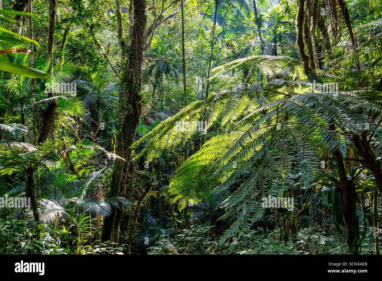 Foresta atlantica, San Paolo, Brasile Foto Stock
