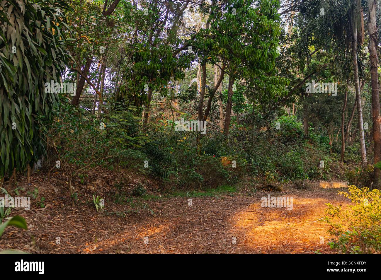 Paesaggio lussureggiante della foresta verde con toppe illuminate dal sole su un terreno coperto di foglie nell'area del monastero. Foto Stock