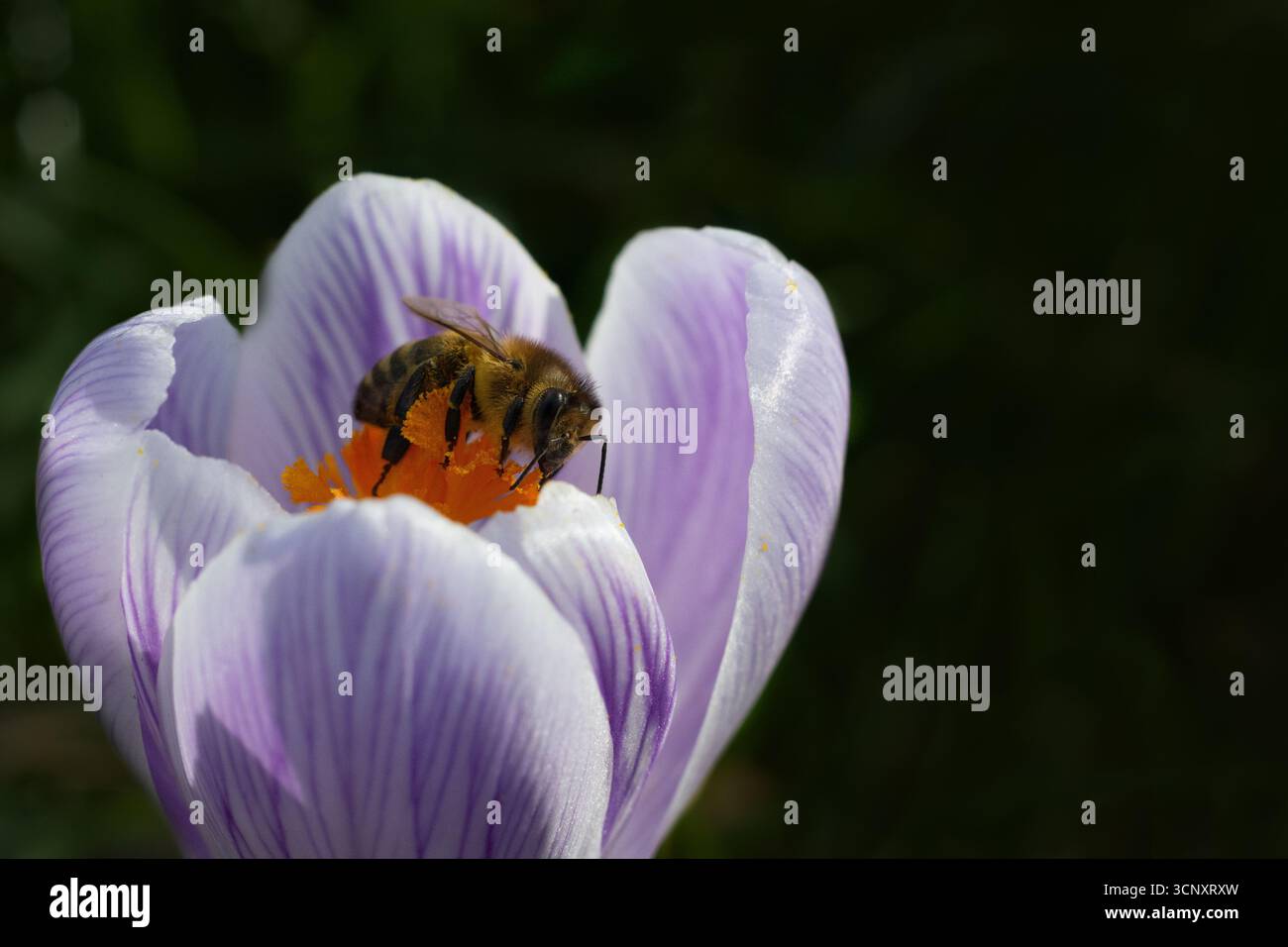 Apicoltura del miele che si nutre di un fiore di cocco a marzo. Impollinatori. Lampadine a molla. Comportamento degli insetti. Flora e fauna selvatiche. Sfondo nero Foto Stock