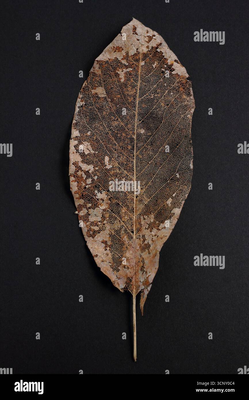 Sagoma di foglie isolata su sfondo nero. Dettaglio di una foglia di magnolia decomposta. REGNO UNITO Foto Stock